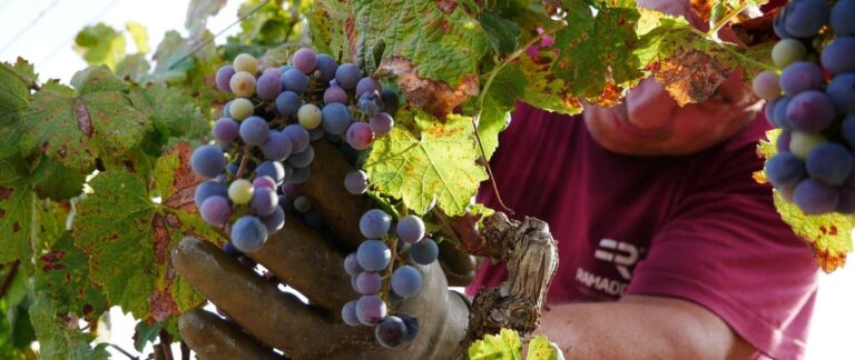 Vendemmia 2019, raccontiamo com'è andata.