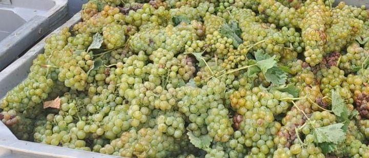 vendemmia al hamen