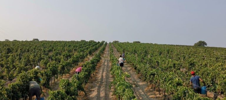 Tempo di vendemmia