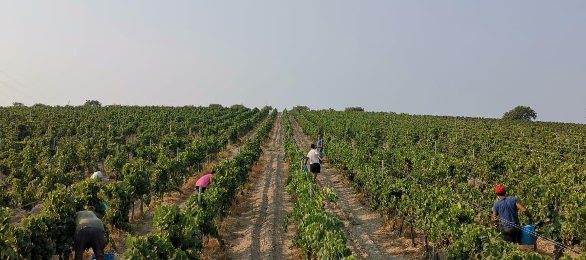 Tempo di vendemmia