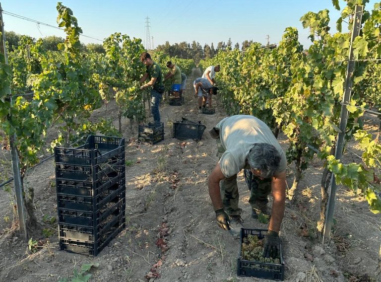 La vendemmia del Moscato di Noto è iniziata