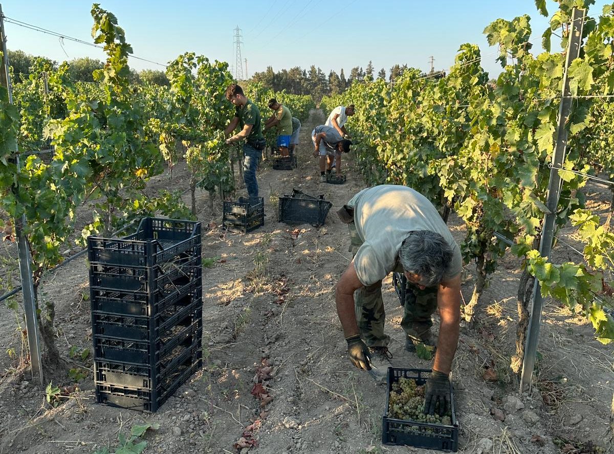 vendemmia al hamen